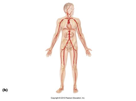 The Main Pulse Points Diagram Quizlet