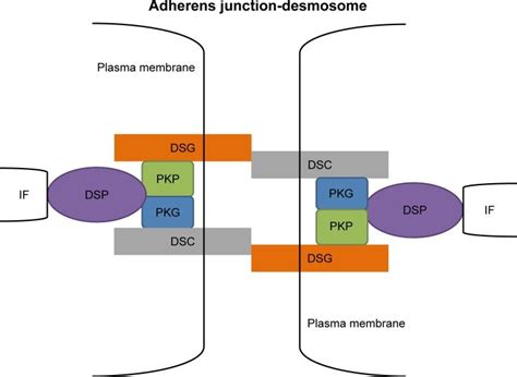 A model for the structure of desmosomes. | Download Scientific Diagram