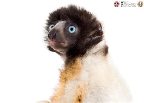 Lets Discover The Fantastic World Of Lemurs Together With The World