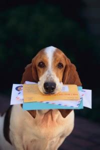 Los Angeles the Second Worst City for Mail Carrier Dog Bites | Law ...