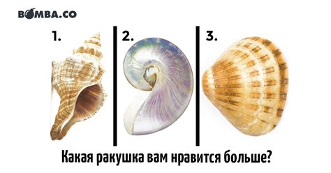 Тест: Что о вас может рассказать простая ракушка?