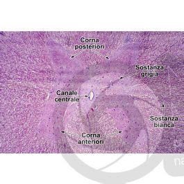 Mammifero Midollo Spinale Sezione Trasversale 32X Midollo Spinale