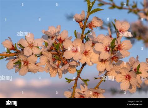 Prunus Amygdalus Dulcis Hi Res Stock Photography And Images Alamy