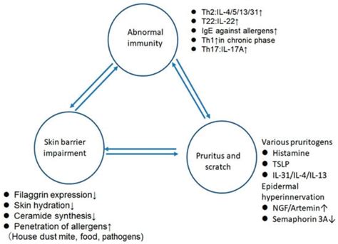 Ijms Free Full Text The Roles Of Sex Hormones In The Course Of Atopic Dermatitis