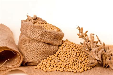 How To Roast Soybeans For Feeding To Animals — Farm And Animals