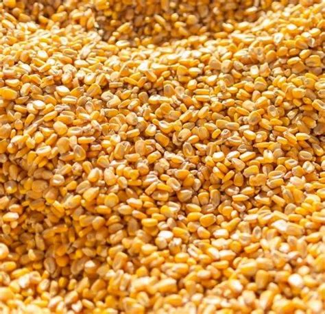 Aashirvad Cornmeal Dry Non Gmo Yellow Maize Corn For Bulk Export For