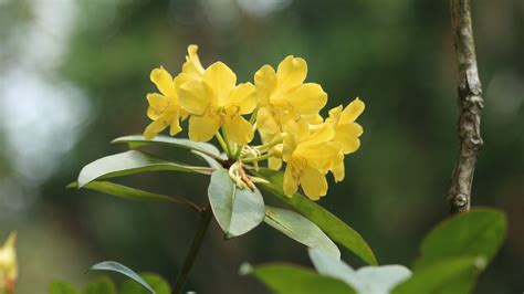 Azalea Rododendro Flor Foto Gratis En Pixabay Pixabay