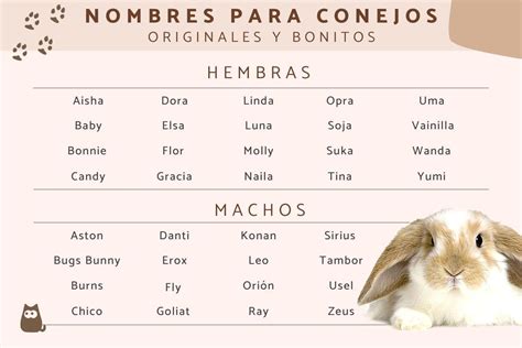 99 Nombres Coquette Para Conejos Hembra Y Macho