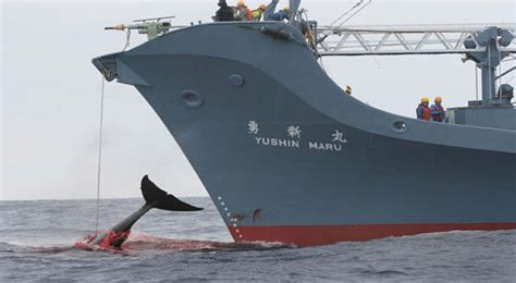 Sea Shepherd Struggling To Find Japan Whaling Fleet Jasarat