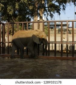 Baby Elephant Zoo Stock Photo 1289331178 | Shutterstock