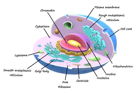 Well Labelled Diagram Of Animal Cell Class 9 Animal Cell Definition