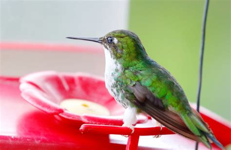 Sick Hummingbird Behavior: 14 Signs To Look Out For & What You Can Do To Help