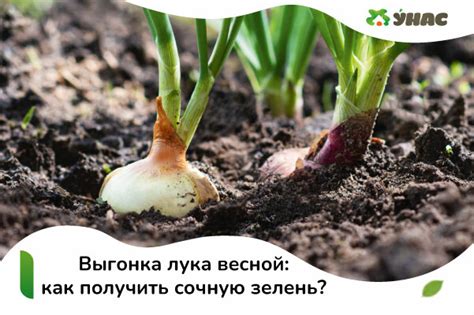 Выгонка лука на перо: как получить весной сочную зелень?