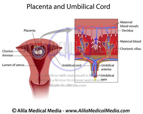 Placenta Diagram Labeled