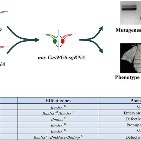 Loss Of Function Analysis Of Bmori Sex Determination Genes A