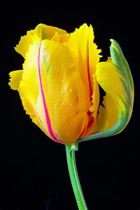 Exotic French Tulip Photograph By Garry Gay Fine Art America