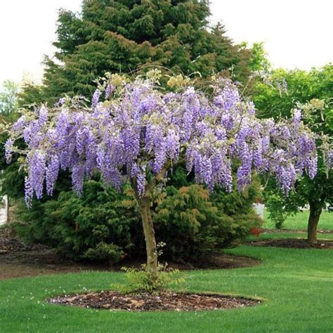 Wisteria Tree A Unique Twist On The Classic Wisteria Vine Plantingtree