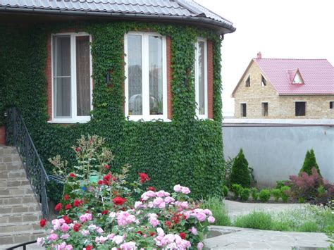 Купить саженцы Винограда девичьего 🌱цена от 350₽, доставка СПб ...