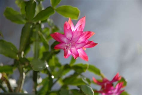 How To Care For A Christmas Cactus Complete Beginner Guide