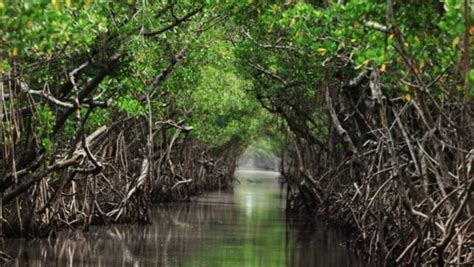 fungsi hutan mangrove bagi lingkungan kata omed