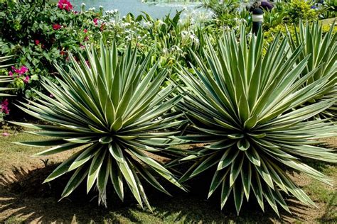 Agave Palito Conhe A As Curiosidades E Aprenda Como Plantar Essa