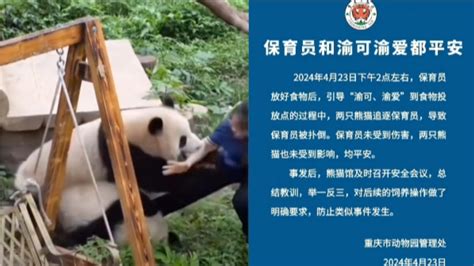 大象萌宠丨大熊猫扑倒保育员，动物园报平安