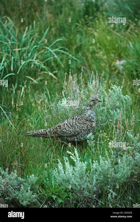 Sage grouse habitat hi-res stock photography and images - Alamy