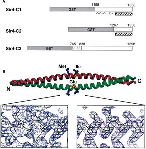 Structure Of The Coiled Coil Dimerization Motif Of Sir4 And Its