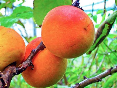 Hargrand Aprikose Kaufen Aprikosenbaum S Dflora