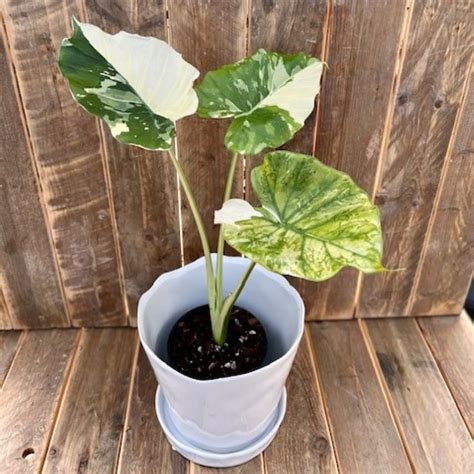 รายการ 93 ภาพพื้นหลัง Alocasia Odora Variegata ชื่อไทย ใหม่ที่สุด