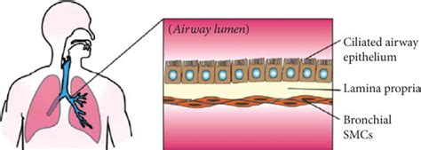 Lung Airway On A Chip Device Design And Fabrication A Schematic Of