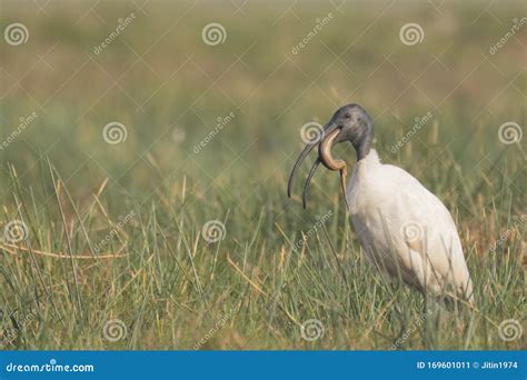 Black Headed Ibis stock image. Image of grassland, prey - 169601011