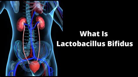 What Is Lactobacillus Bifidus YouTube