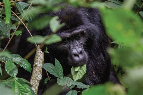 6 Days Rwanda & Uganda Gorilla Trek — Exclusive Uganda Safaris