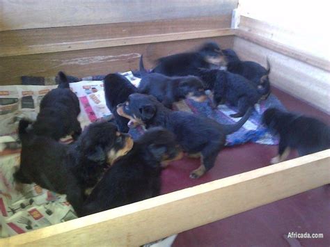 Guard dog puppies | Dogs / Puppies for sale in Western Cape | Africada.com - 33144