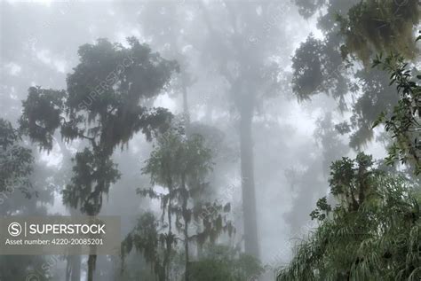 Cloud Forest With Lichen And Moss Chirripo National Park Costa Rica