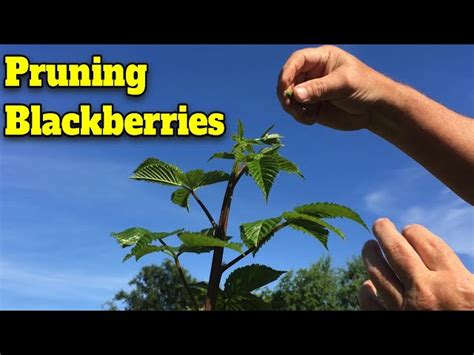 How To Prune Blackberries For Optimal Growth HayFarmGuy