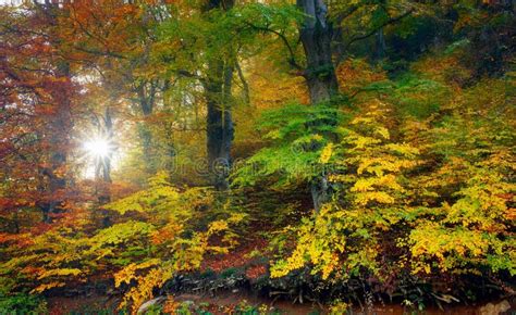 Sunrise in the Autumn Forest Stock Image - Image of sunrise, branch ...