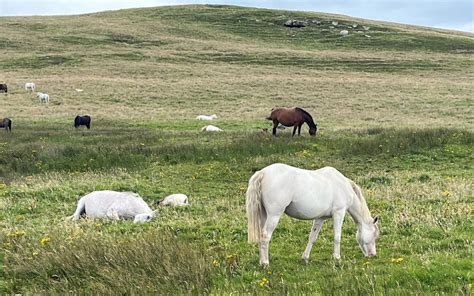 Horse Breeds: The Ultimate Guide