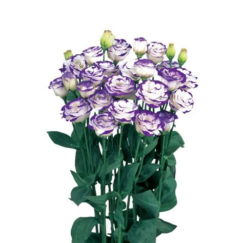 Rosita Lisianthus The Special Flower Sakata Ornamentals