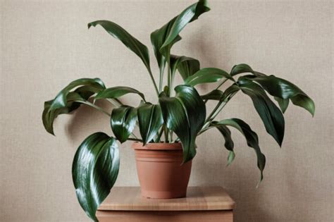 Aspidistra: cast-iron plant care & propagation - Plantura