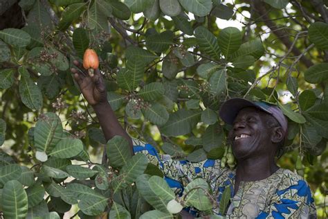 Digital Solutions Help Cashew Famers in Benin - TechnoServe