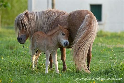 17 Best images about Mini Pony Love on Pinterest | Short legs, Too cute ...