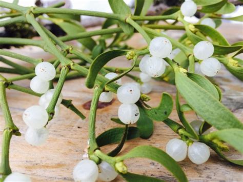 Is mistletoe really poisonous? - FindersFree.com