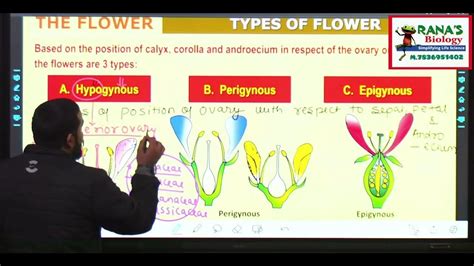 Class 11 Chapter 5 Morphology Of Flowering Plants Type Of Flower