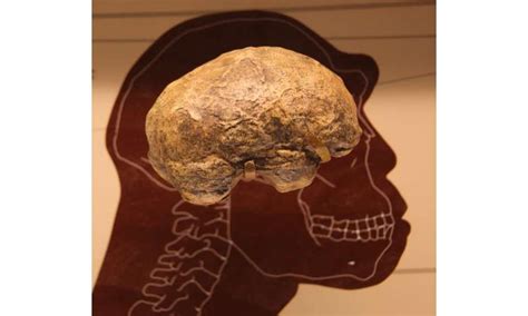 How big brains evolved could be revealed by new mathematical model