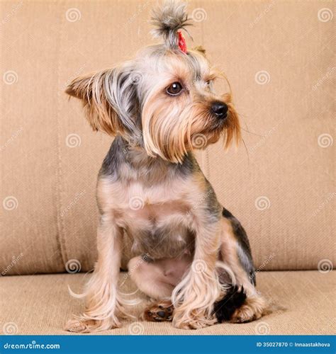 Yorkshire Terrier Sit Stock Photo Image Of Happy Adult 35027870