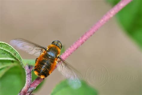 Photo Nature Lilliputienne Macrophotographies Villa Sp