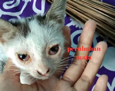 Gejala Dan Ciri Ciri Kucing Cacingan Paling Akurat Hobinatang