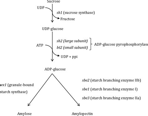 Figure 11 From Analysis Of Starch Branching Enzyme 1 Sbe1 Gene In